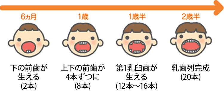 歯の数